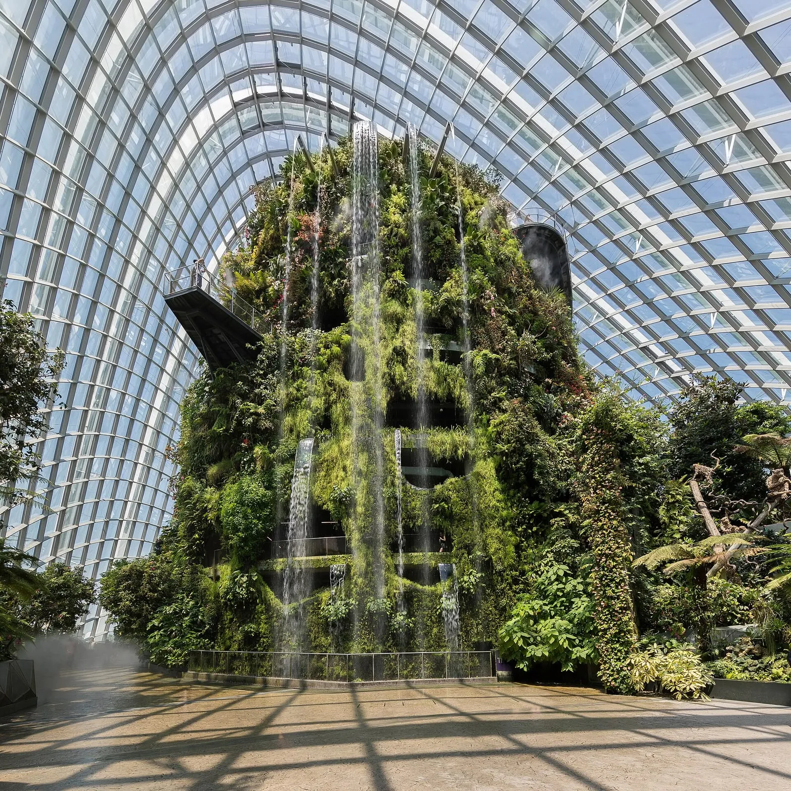 Le Supertree Grove à Gardens by the Bay vu depuis une large allée pavée et lisse