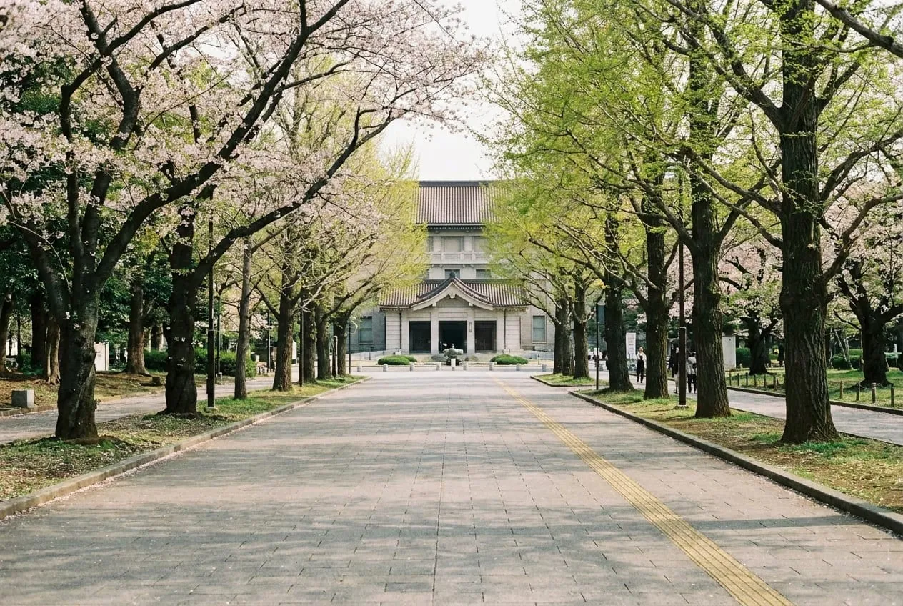 A broad tree-lined path through Ueno Park with museum buildings visible beyond